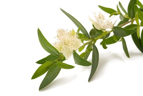 Lemon Myrtle Essential Oil, For Aromatherapy, Purity : 99.9%