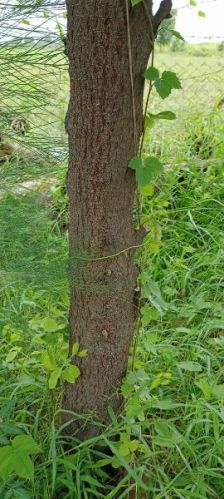 Sandal Woods, Length : 5-10Ft