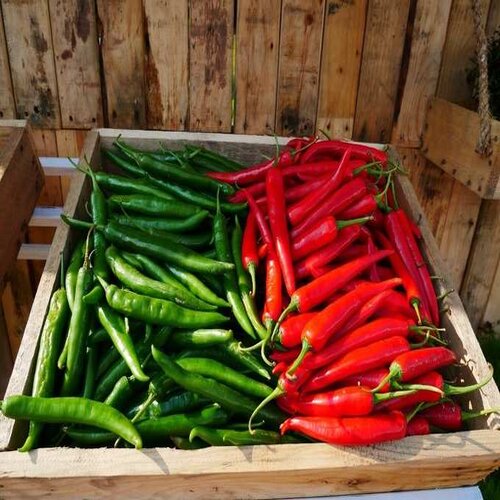 Common Red Chili, For Food, Style : Dried