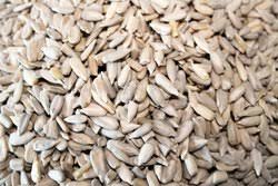 Castor Bean Seeds, Packaging Type : Black, Brown, Grey, White