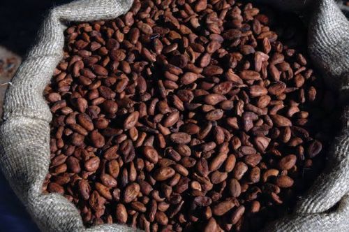 Cocoa, Packaging Type : Brown, Variety : Organic