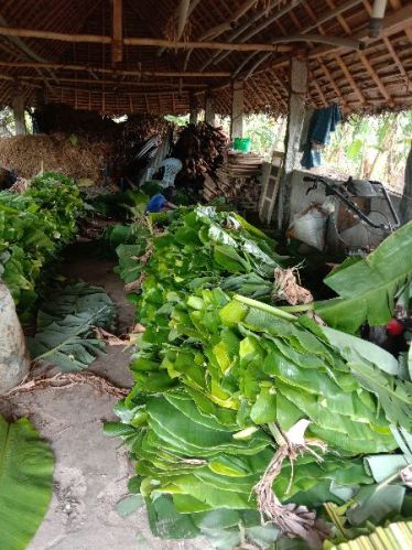 Fine Banana Leaf, Frame Type : Bundle