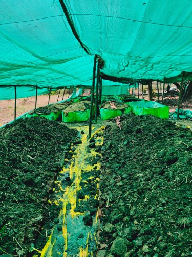 Powder Organic Green Manure, For Agriculture, Packaging Type : PP Bag