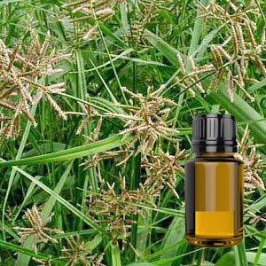 Cypriol Oil, For Incense, Medicine, Natural Perfumery, Purity : 100%