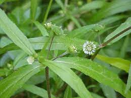 False Daisy Extract, Specialities : Dark-green Powder