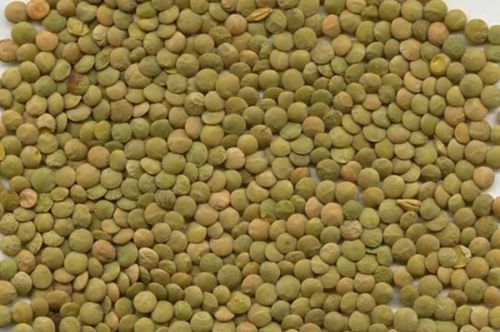 Green Lentils