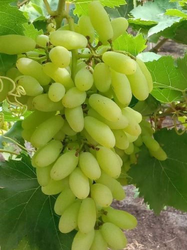 Natural Fresh Grapes, Shelf Life : 15 Days