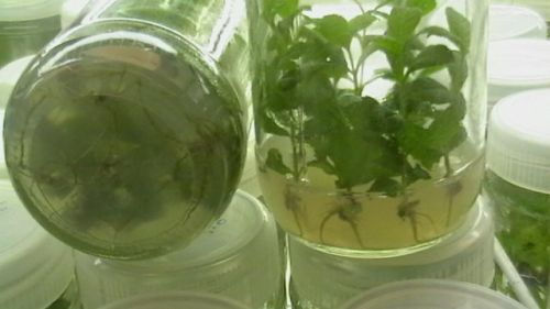 Teak Tissue Culture Plants, Packaging Type : 4”X6’’ Polybags