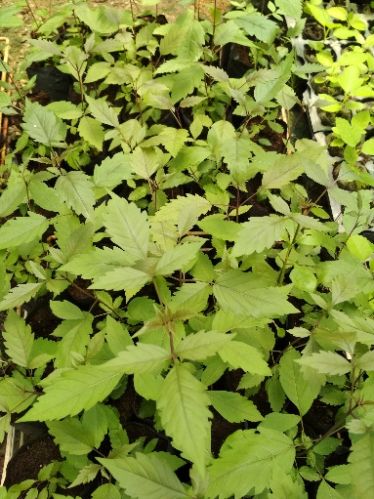 Vitex Tissue Culture Plants