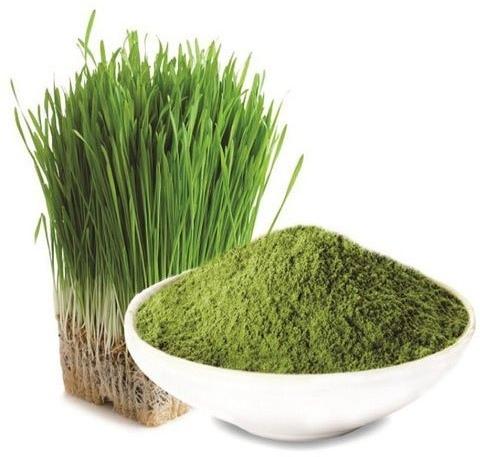 Barley Grass Powder, Color : Green