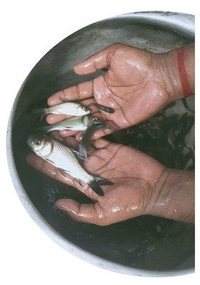 Katla Fish Seeds, Packaging Type : Bag