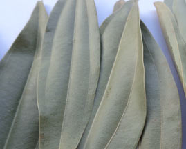 BAY LEAVES