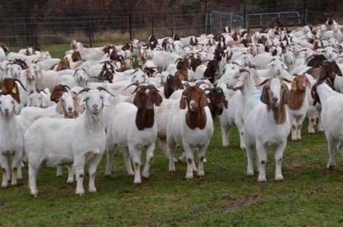 Boer Goats