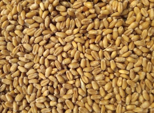 Common Rejected Wheat, For CATTLE FEED, LIQUER, Packaging Type : Jute Bag, PP Bag