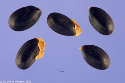 Acacia Dealbata Seeds