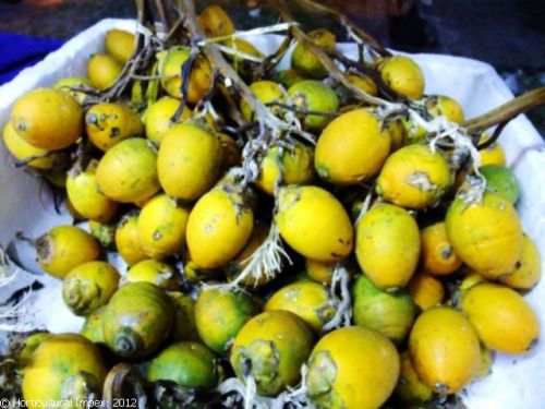 Areca Catechu Seeds, Purity : 99%