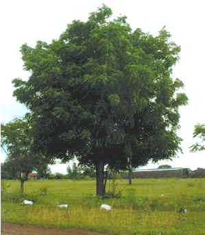 Azadirachta Indica Seeds