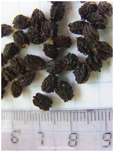 Carica Papaya Seeds
