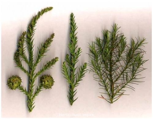 Cryptomeria Japonica Seeds