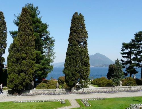 Cupressus Sempervirens Seeds