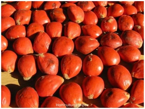 Cycas Revoluta Seeds
