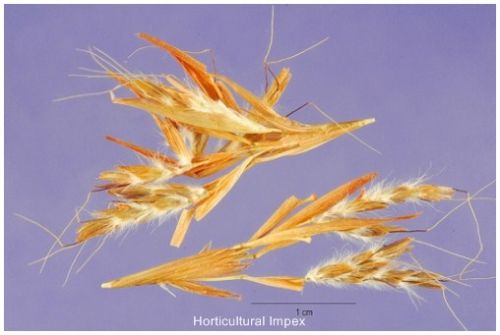 Cymbopogon Martinii Seeds