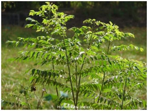 Murraya Koenigii Seeds