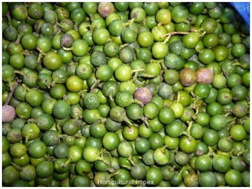 Podocarpus Macrophyllus Seeds