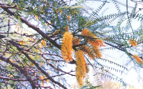 Prosopis Chilensis Seeds