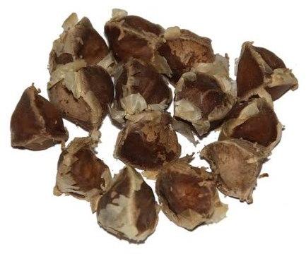 Dried Moringa Seed, Packaging Type : Packet, Moisture : 12%