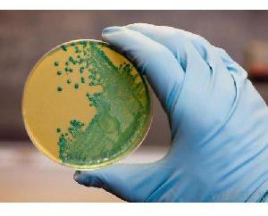 Agar Agar Bacteriological Grade, Purity : 100%