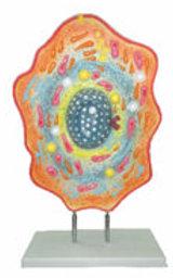 Animal Cell Model