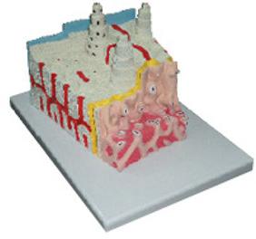 PVC Bone Microstructure Model, Packaging Type : Box