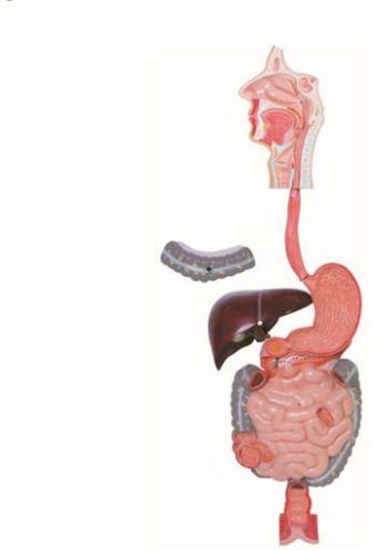 PVC Human Digestive System Model, For Science Laboratory, Size : 40x80 Cm. Life Size