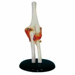 PVC Human Elbow Joint Model, For Medical Institute, Nursing Institute, School, Size : Life Size