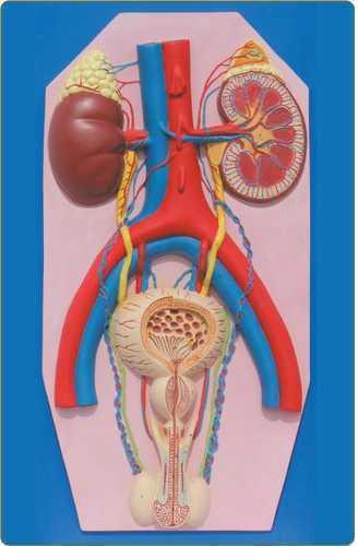 PVC Human Excretory System Model, For Science Laboratory, Feature : Accurate Design, Crack Proof