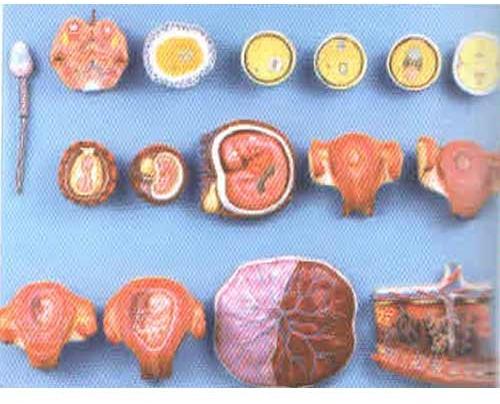 PVC Human Fertilization Model, For Science Laboratory