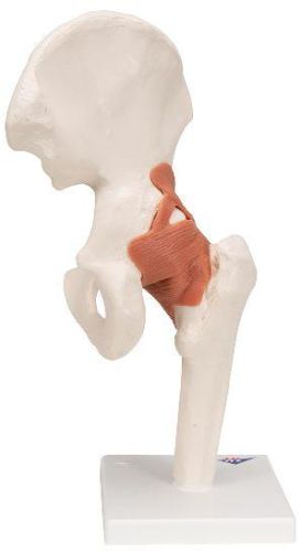 Polished PVC Human Hip Joint Model, For Educational Use, Color : White