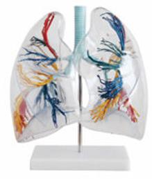 PVC Human Lung Segment Model, For Science Laboratory, Feature : Crack Proof