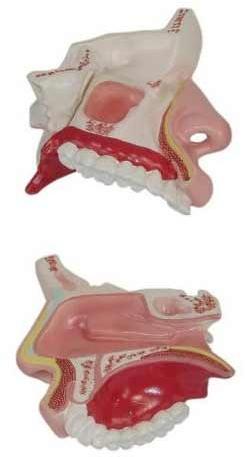 PVC Human Nasal Cavity Model, For School, Science Laboratory, Feature : Accurate Design, Crack Proof