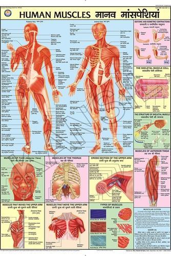 Human Physiology Chart Set Of 32 Charts