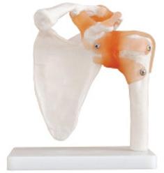 PVC Human Shoulder Joint Model, For Medical Institute, Nursing Institute, School, Size : Life Size