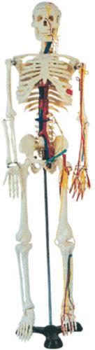 Human Skeleton Model With Nerves and Blood Vessels