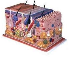 PVC Human Skin Block Model, For Science Laboratory, Feature : Accurate Design, Crack Proof, Durable