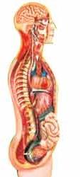 PVC Sympathetic Nervous System Model, For Science Laboratory, Museums, School, Size : Life Size