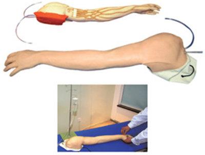 Polymerised Rubber Vein Injection Arm Model, For Nursing Institute, Medical Colleges, Hospital, Color : Skin Color