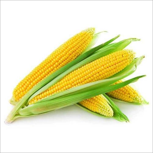 Fresh Sweet Corn, Packaging Type : Plastic Packet, Plastic Box, Paper Box, Jute Bag