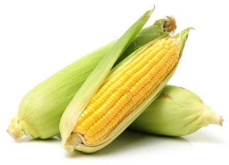 Natural Fresh Maize, For Human Consumption, Packaging Size : 10-25 Kg