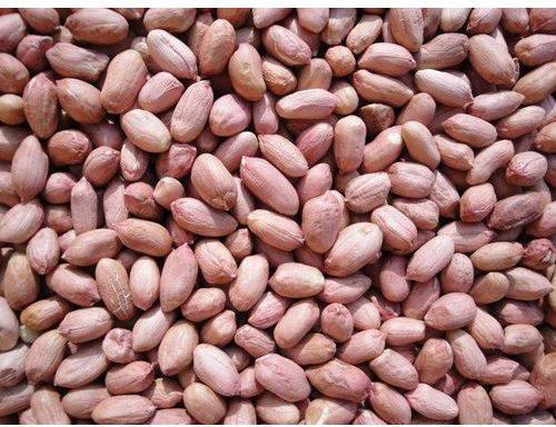 Groundnut Seeds, Packaging Type : Jute Bag