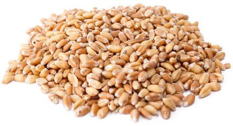 Common Wheat Grains